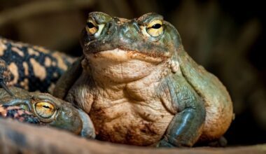 The Colorado River toad