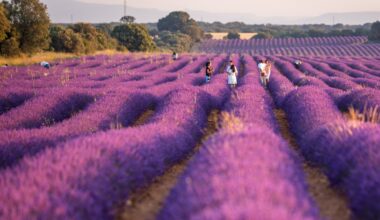 Tourists warned to stay away from Instagrammable lavender fields in Spanish town at weekends