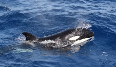 British sailors warned after killer whales ram boat off coast of northern Spain