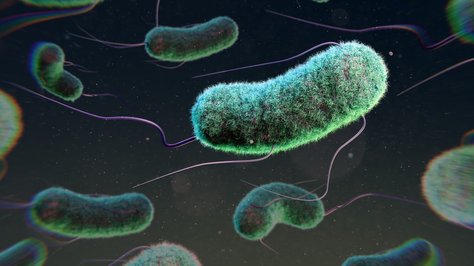 Illustration of Escherichia coli bacteria.