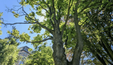 Edinburgh Tree on Shortlist for 2025