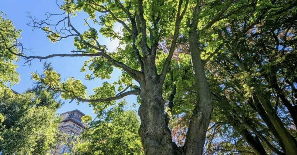 Edinburgh Tree on Shortlist for 2025