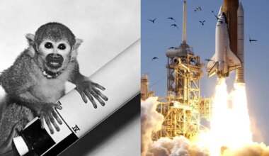 7 animals that went to space before humans, what did they teach us?