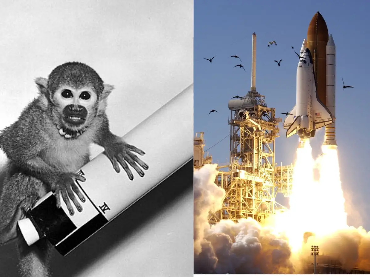 7 animals that went to space before humans, what did they teach us?