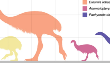 Scientists who 'de-extincted' dire wolf now want to bring back from dead THIS 12ft tall bird