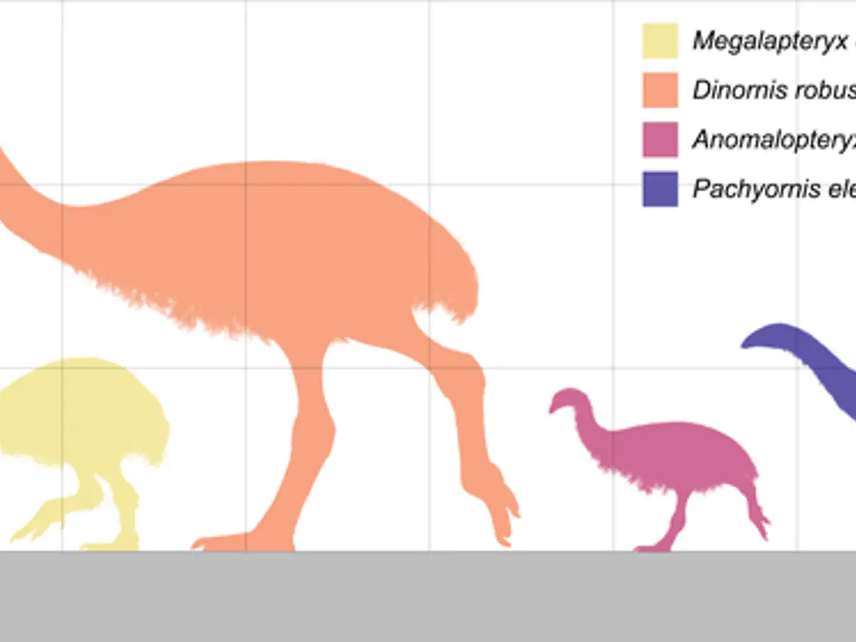 Scientists who 'de-extincted' dire wolf now want to bring back from dead THIS 12ft tall bird