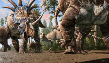 A herd of ceratopsians (Styracosaurus albertensis) accompanied by an ankylosaur (Euplocephalus tutus) walk through an old river channel under the watchful eyes of two tyrannosaurs (Gorgosaurus libratus). Image credit: Julius Csotonyi.