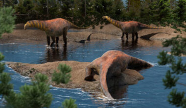 95-Million-Year-Old Plant-Eating Dinosaur Discovered in Argentina