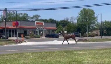 Horse slated to race at Monmouth Park escapes down Route 36