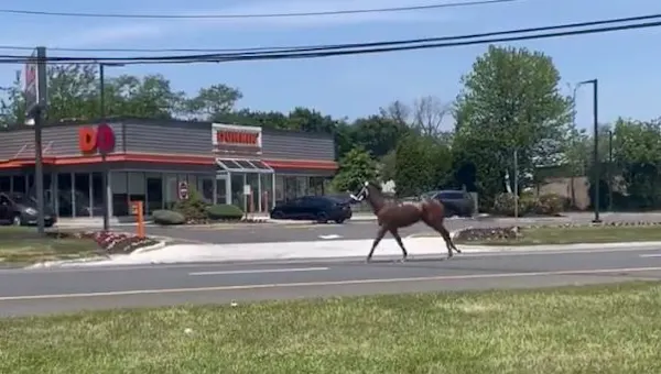 Horse slated to race at Monmouth Park escapes down Route 36