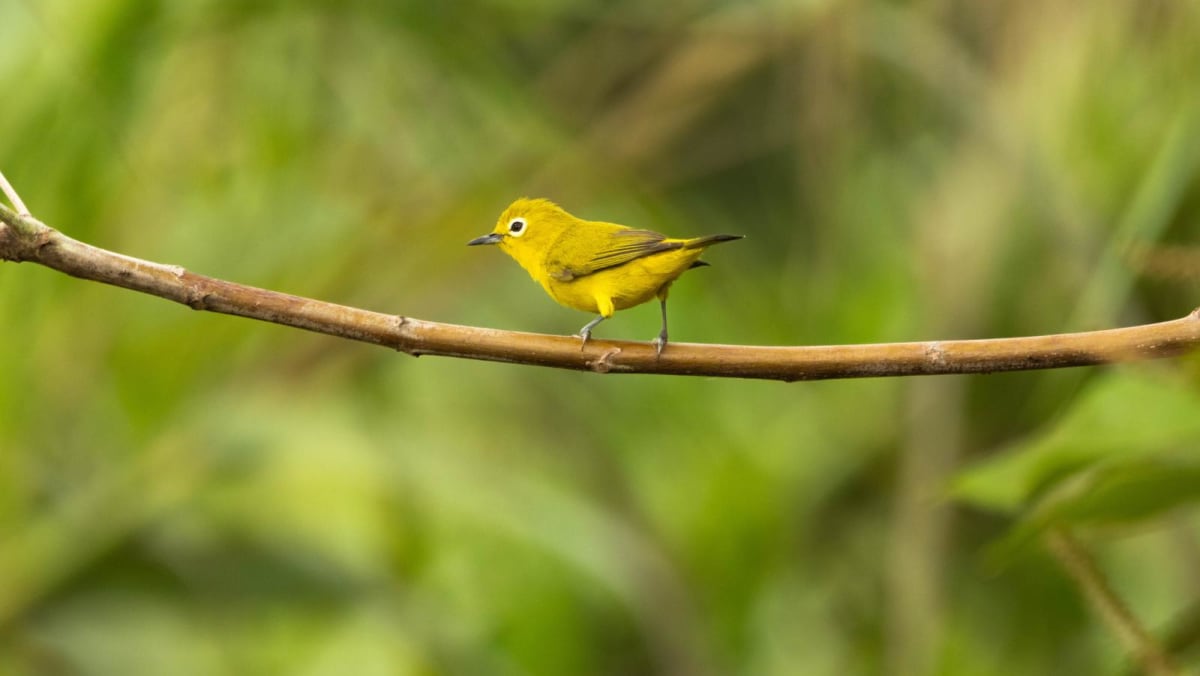 Indonesia foils attempt to smuggle 1,200 endangered birds