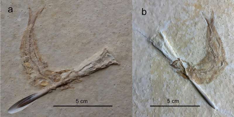 Jurassic fish choked to death on squid-like cephalopods, fossil study reveals