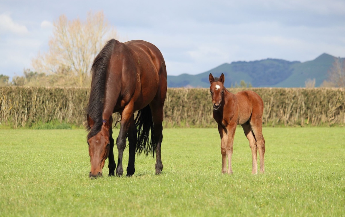 Ka Ying Rising as a foal at Windsor Park Stud with his dam Missy Moo. Photo: NZ Racing News