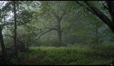 a screenshot of a tree