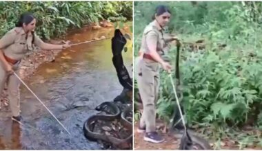 Kerala woman forest officer rescues 15 foot King Cobra in daring mission