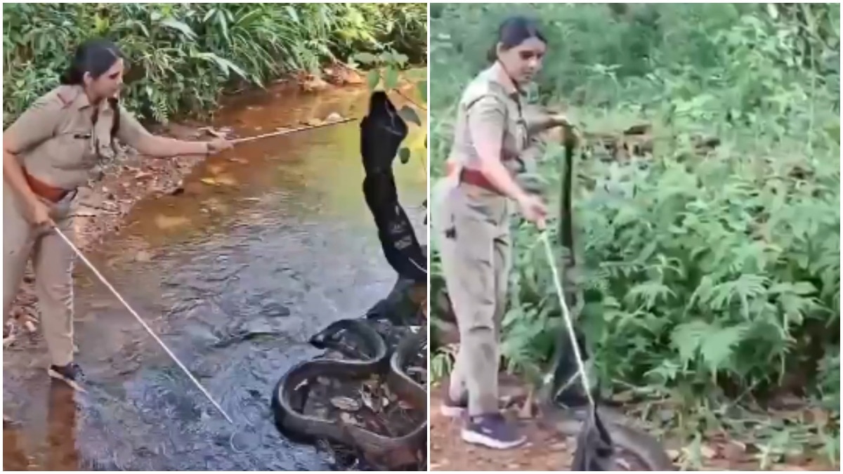 Kerala woman forest officer rescues 15 foot King Cobra in daring mission