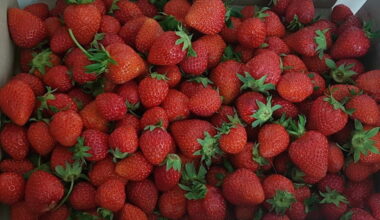 Egypt Boosts Strawberry Exports to Germany, Hits Five-Year High • EastFruit