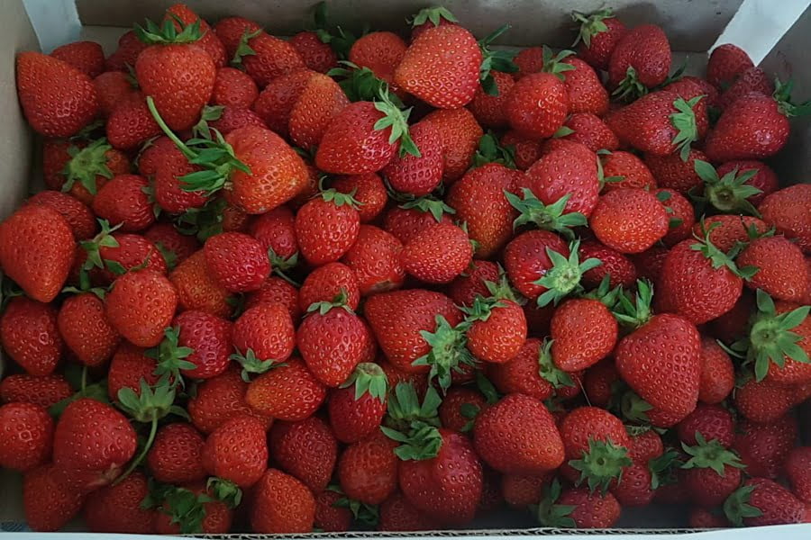 Egypt Boosts Strawberry Exports to Germany, Hits Five-Year High • EastFruit
