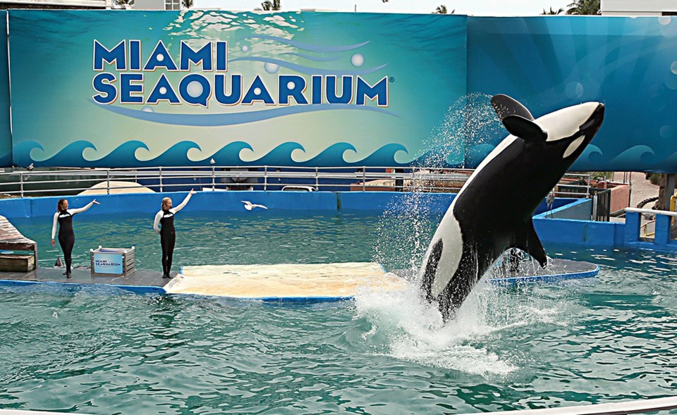 Lolita, a killer whale, performing at the Miami Seaquarium.
