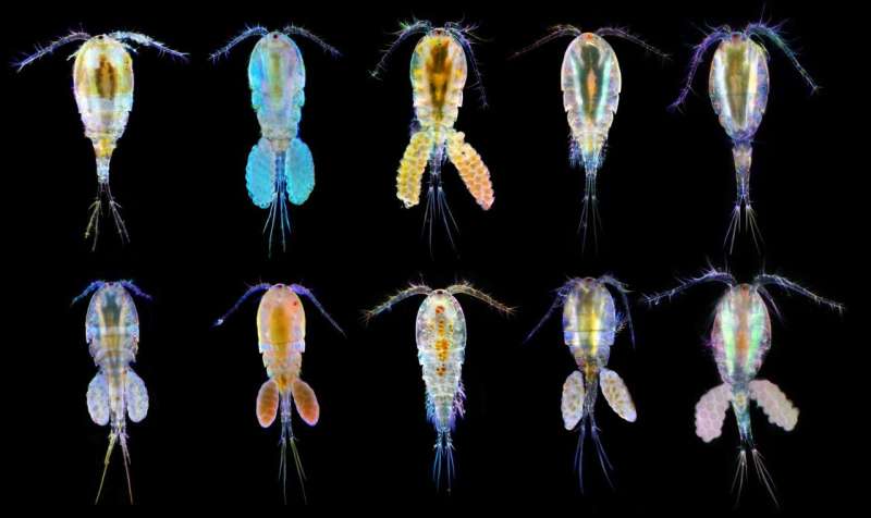Molecular hope: Tiny ocean creatures reveal dual paths to climate resilience
