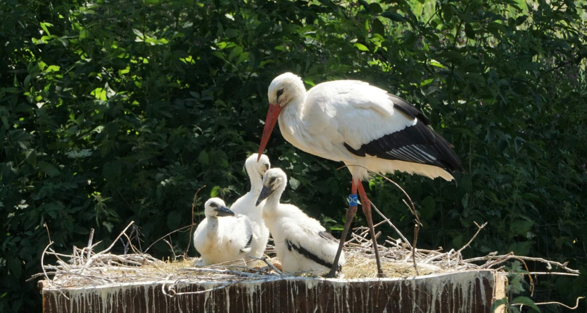 The rewilding study working to reintroduce the white stork London 