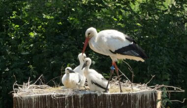 The rewilding study working to reintroduce the white stork London 
