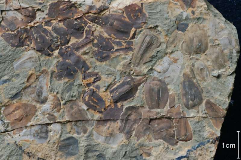 New fossils from Earth's most famous extinction show climate tipping point was crossed