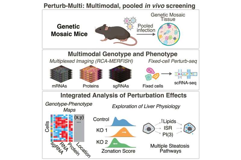 New method combines imaging and sequencing to study gene function in intact tissue