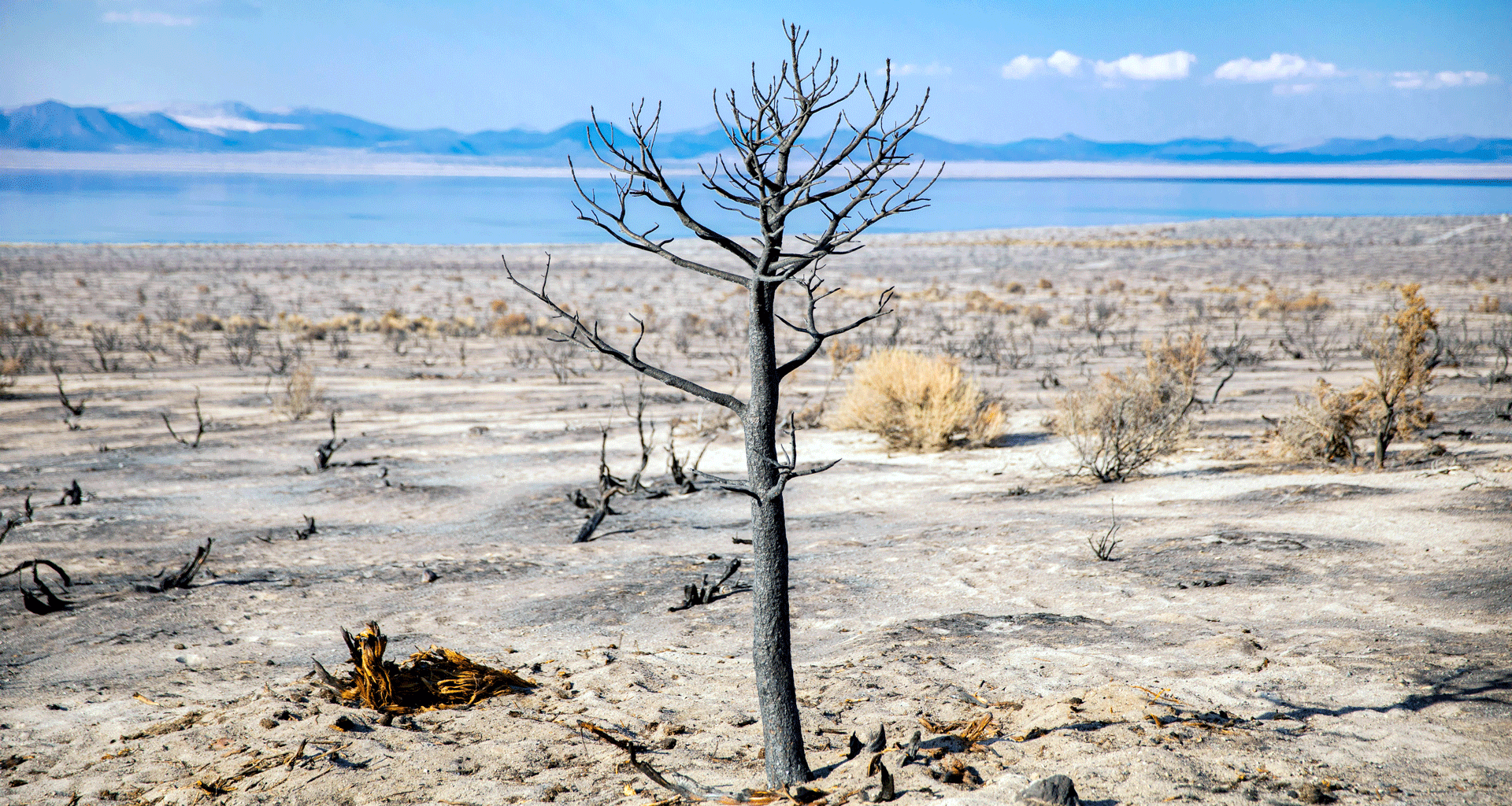 Top 5 books about climate grief, chosen by Deborah Tomkins