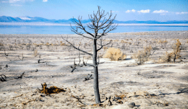 Top 5 books about climate grief, chosen by Deborah Tomkins
