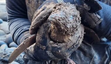 Two Muriwai kororā rescued from nesting box buried by mud slip