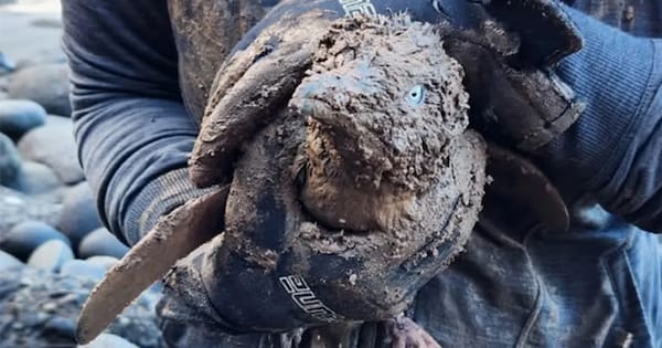Two Muriwai kororā rescued from nesting box buried by mud slip