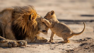 A father lion patiently playing with his young cub on sandy ground