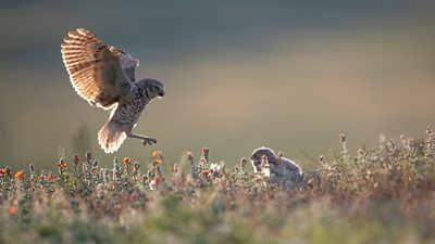 Burrowing owl parent returning in flight with food for growing chick on the ground
