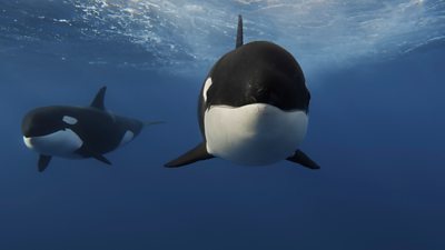 A pair of killer whales underwater swimming side my side in blue water. One is large, the other a lot smaller.