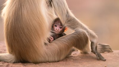 A Hanuman Langur infant is groomed by his mother who is sat on the ground. The infant is looking at the camera.