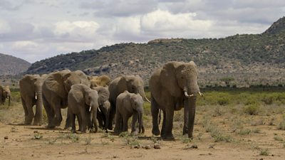 An Elephant family of 9 elephants of different sizes walking in a group