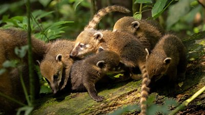 Six coati kits with long stripy tails playing together on a tree