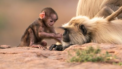 A Hanuman Langur infant annoys its mother by touching her face