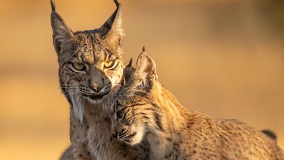 An endangered Iberian Lynx mother and her young kitten
