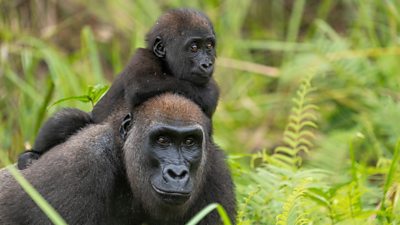 Western Lowland Gorilla mother carrying her young child on her back, through ferns of the Gabonese forest