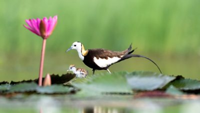 A father pheasant tailed brown, white and gold jacana leads his fluffy little chick on a foraging trip across a lily pond towards a bright pink lily flower