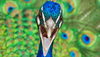 Peacocks Have Lasers In Their Tails : ScienceAlert
