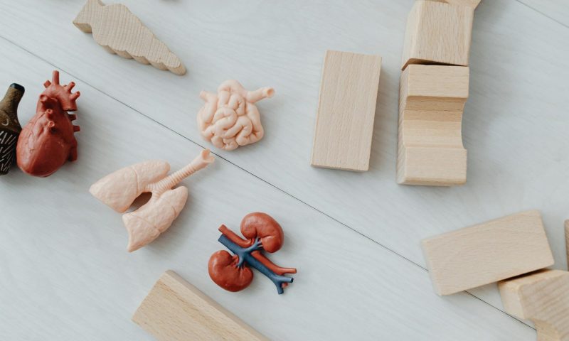 kidneys prop on doctor table