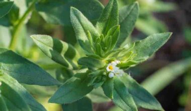 Plant-based omega-3s offer similar benefits to marine-derived iterations, review notes