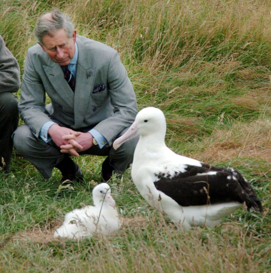 King Charles visiting royal albatross and chick.