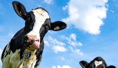 What the U.S. dairy industry really wants from Canada