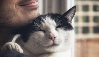 Researchers tie purring to DNA repetition in domestic cat