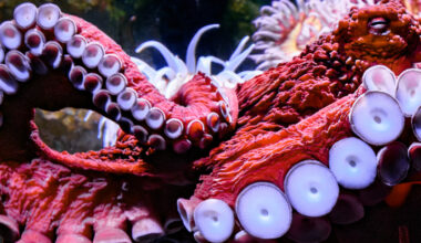 Octopuses Fall For The Classic Fake Arm Trick – Just Like We Do : ScienceAlert