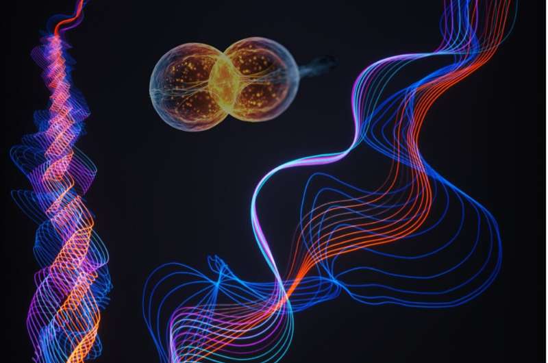 Researchers uncover a topological excitonic insulator with a tunable momentum order